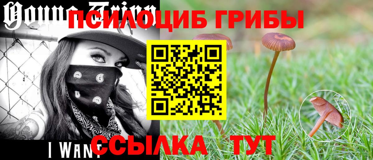 Строитель  Псилоцибиновые грибы Psilocybe  Вход с VPN 